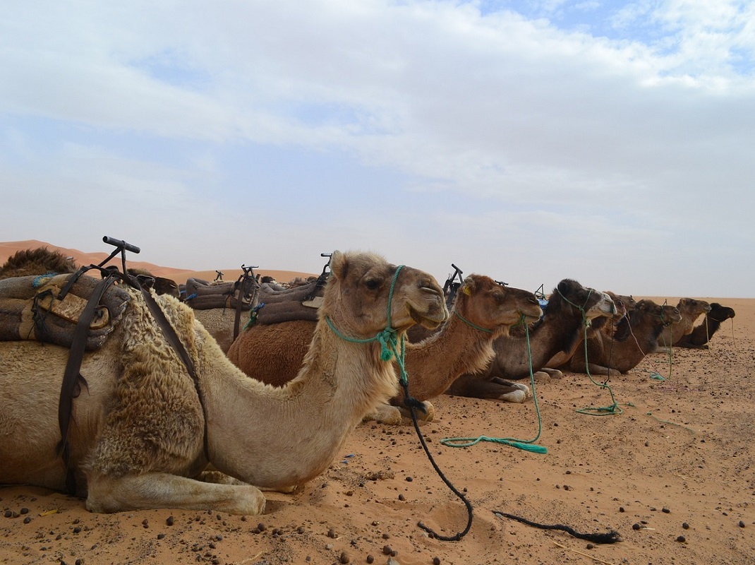 Roteiro 8 dias Casablanca Merzouga Marrakech